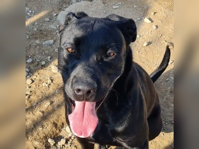 Nerone - ich geh` mit dir durch dick und dünn Nerone - ich geh` mit dir durch dick und dünn