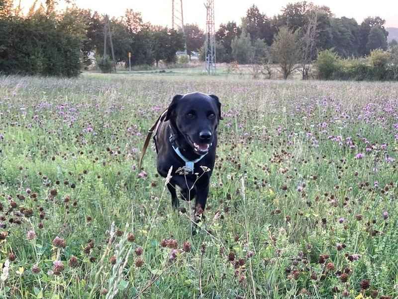 Carmelo - wer nimmt mich an die Pfote?