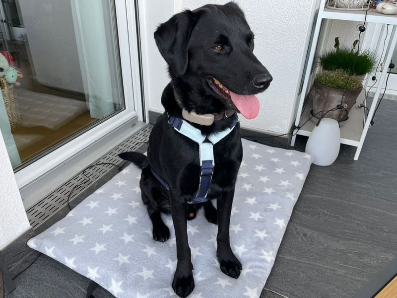 Carmelo - wer nimmt mich an die Pfote?