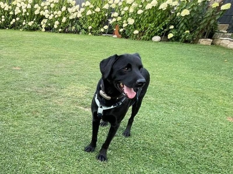 Carmelo - wer nimmt mich an die Pfote?