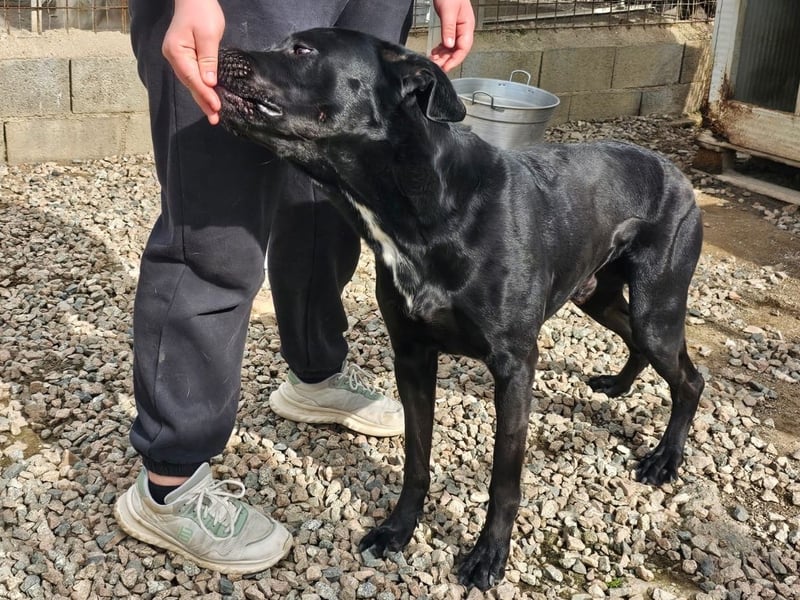 Nerone - ich geh` mit dir durch dick und dünn Nerone - ich geh` mit dir durch dick und dünn