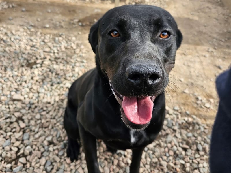 Nerone - ich geh` mit dir durch dick und dünn Nerone - ich geh` mit dir durch dick und dünn