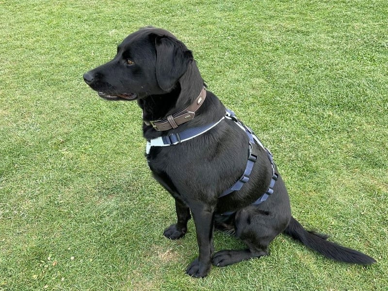 Carmelo - wer nimmt mich an die Pfote?