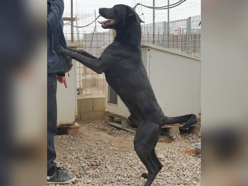 Nerone - ich geh` mit dir durch dick und dünn Nerone - ich geh` mit dir durch dick und dünn