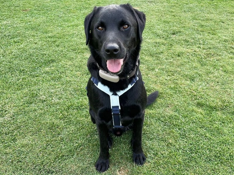 Carmelo - wer nimmt mich an die Pfote?