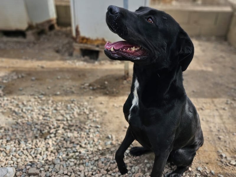 Nerone - ich geh` mit dir durch dick und dünn Nerone - ich geh` mit dir durch dick und dünn