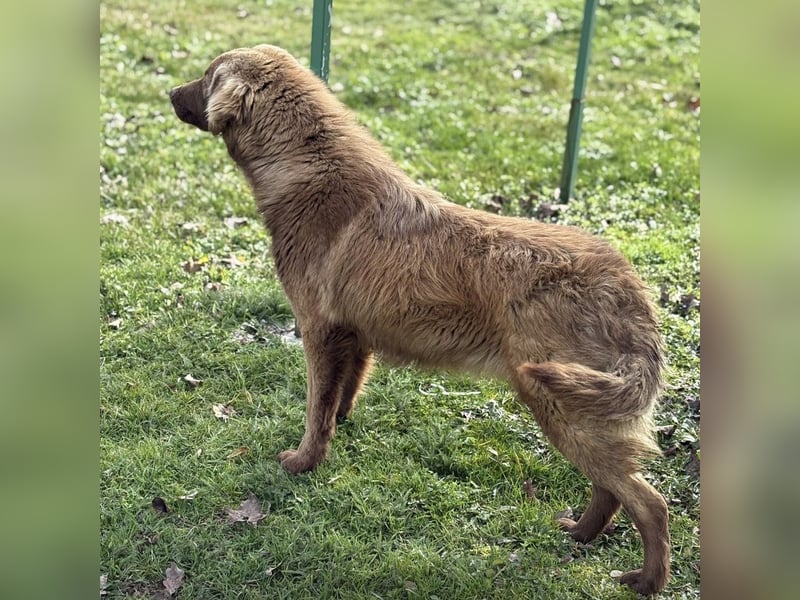 Dorina eine gutmütige liebe Hündin