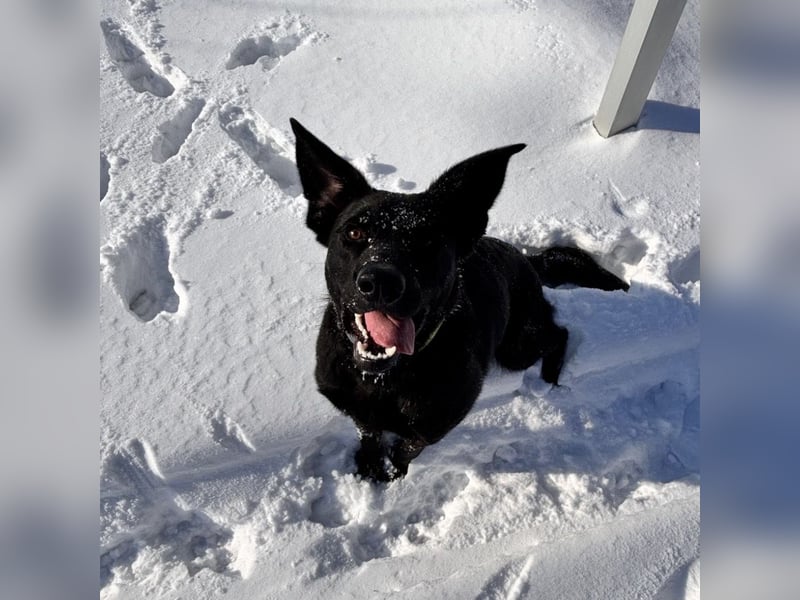 Mio ein treuer wundervoller Freund fürs Leben