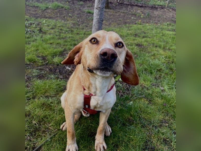 Klops ein Familienhund wartet in Tierheim