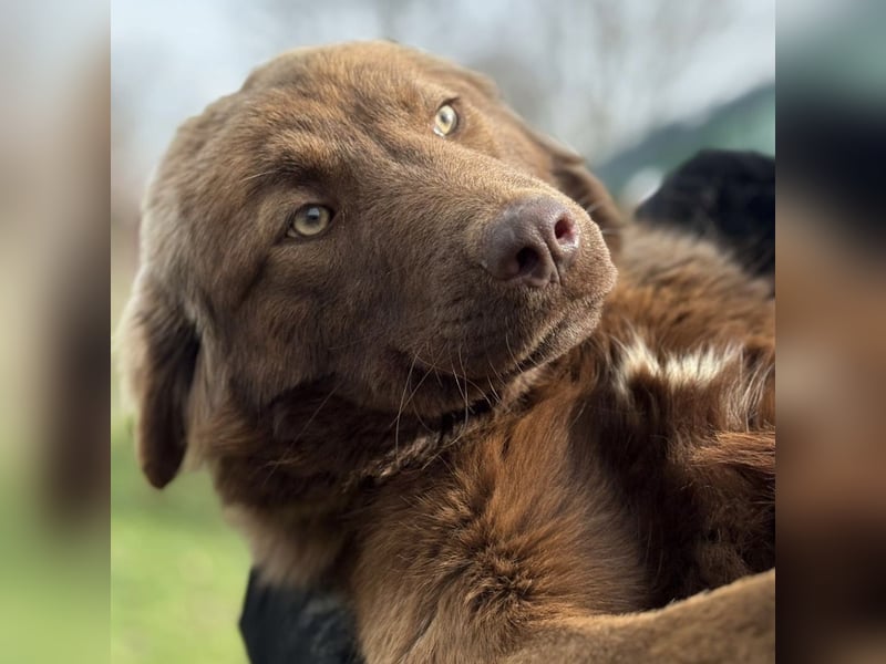 Dorina eine gutmütige liebe Hündin