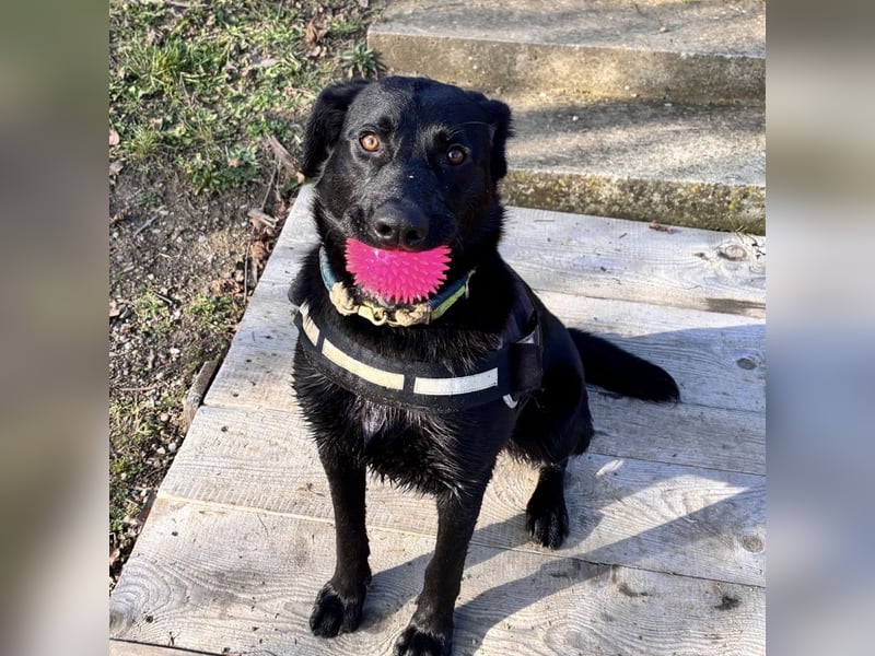 Mio ein treuer wundervoller Freund fürs Leben