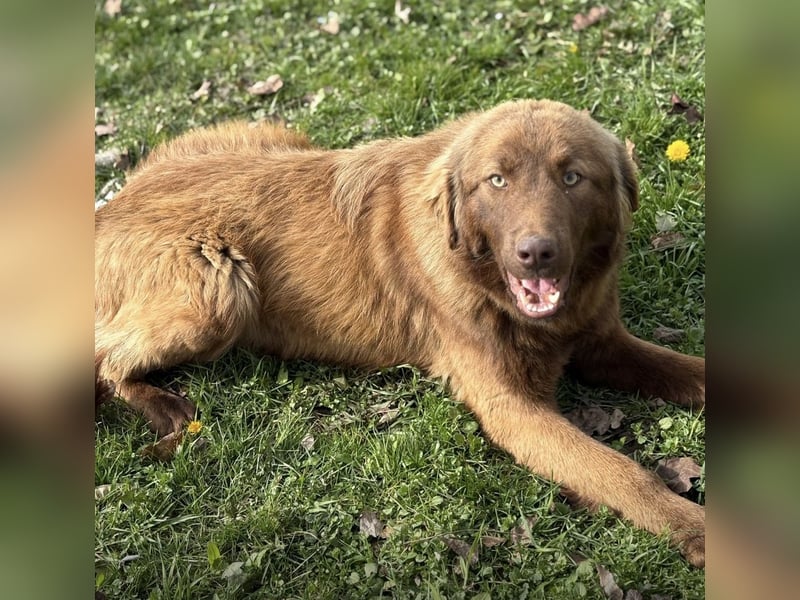 Dorina eine gutmütige liebe Hündin