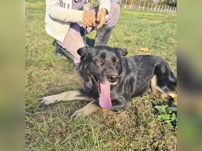 Abby eine gutmütige Seele