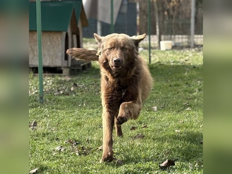 Dorina eine gutmütige liebe Hündin
