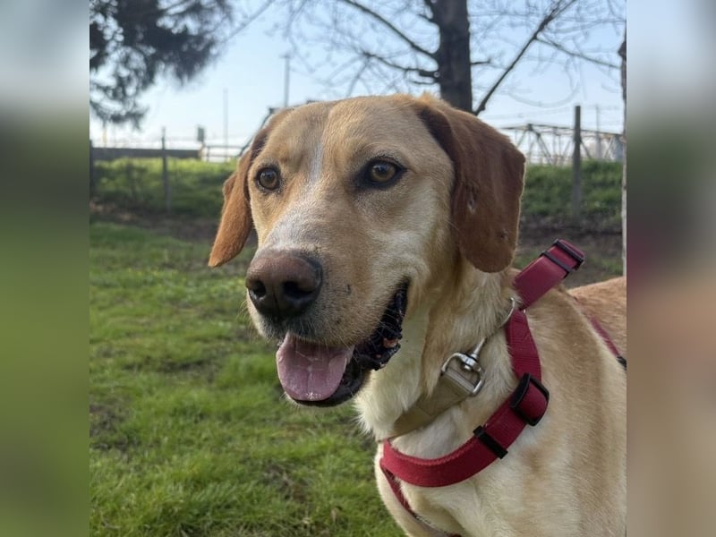 Klops ein Familienhund wartet in Tierheim