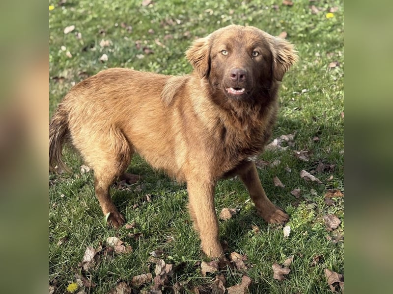 Dorina eine gutmütige liebe Hündin