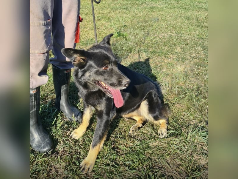 Abby eine gutmütige Seele
