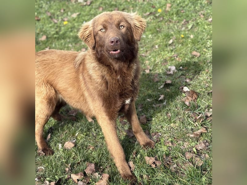 Dorina eine gutmütige liebe Hündin
