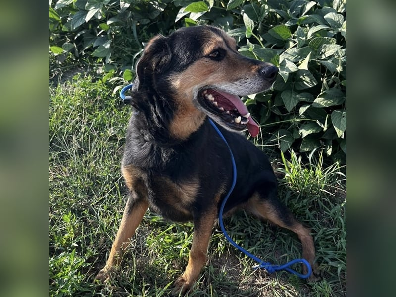 Bady eine Seele von Hund