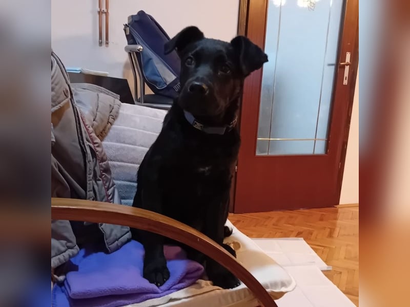 Dante ein kleiner liebevoller Bub