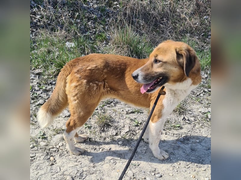 Viola ein Traumwesen