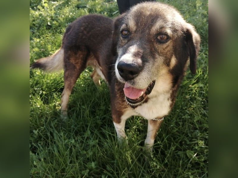 Floki eine Seele vom Hund