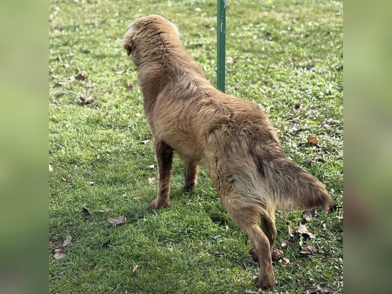 Dorina eine gutmütige liebe Hündin