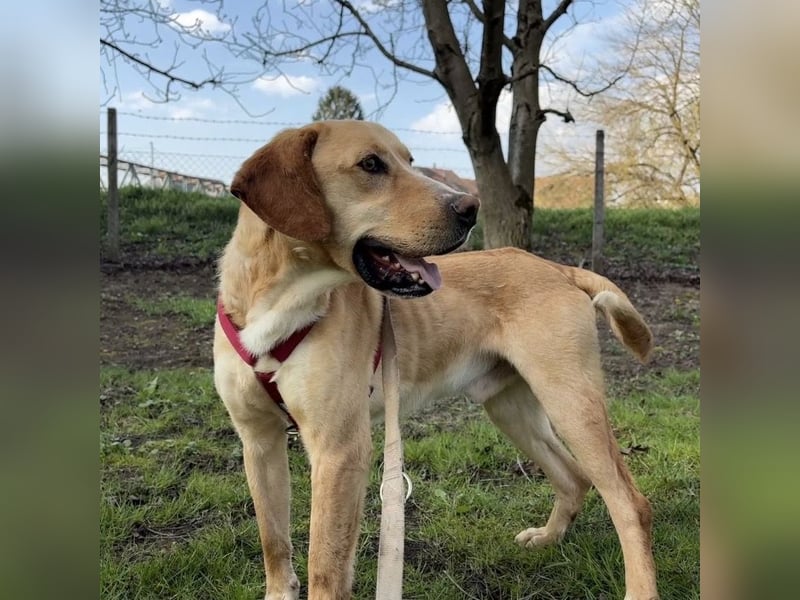 Klops ein Familienhund wartet in Tierheim