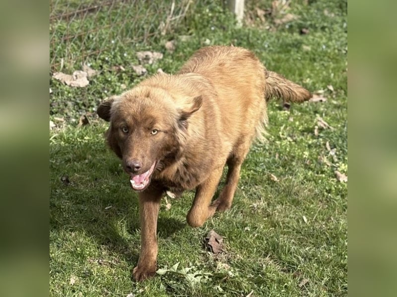 Dorina eine gutmütige liebe Hündin