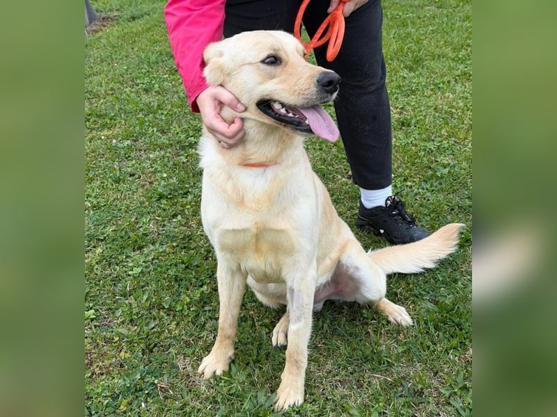 Odin der wundervolle