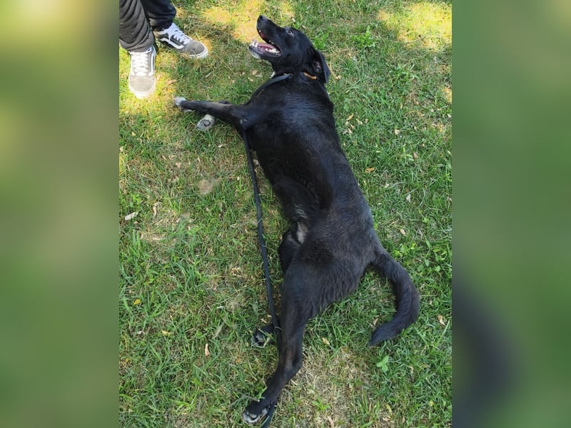 Diesel ein Menschen liebender Bub