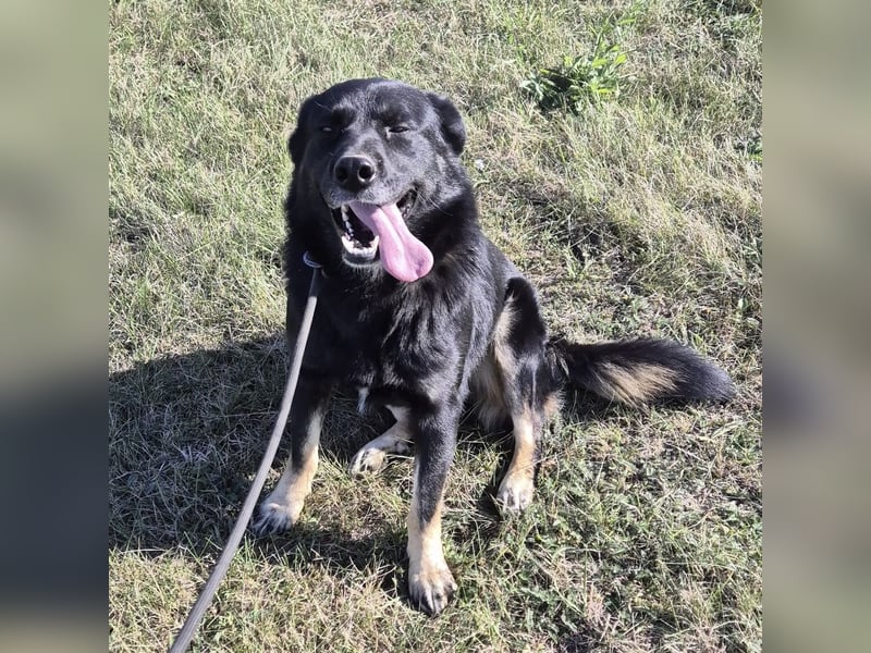 Abby eine gutmütige Seele