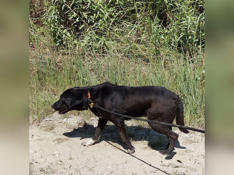 Diesel ein Menschen liebender Bub
