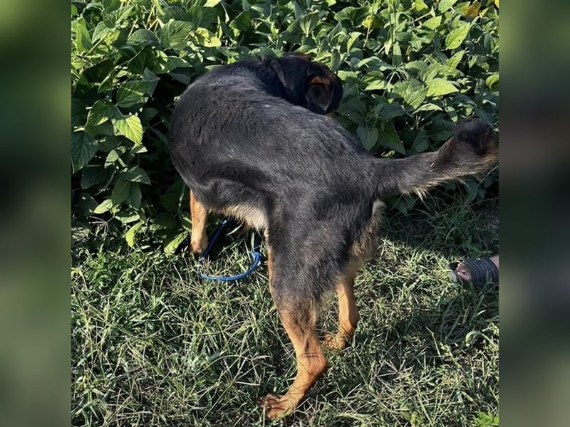 Bady eine Seele von Hund