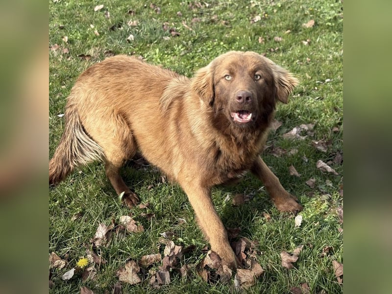 Dorina eine gutmütige liebe Hündin