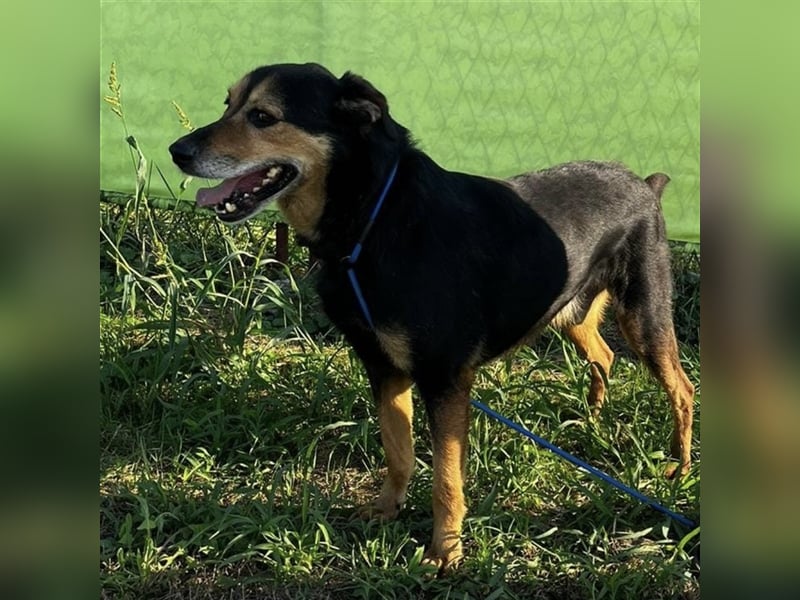 Bady eine Seele von Hund