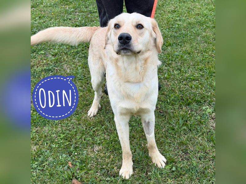 Odin ein richtiger Teeneger