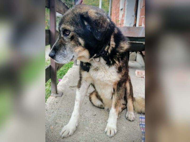 Floki eine Seele vom Hund