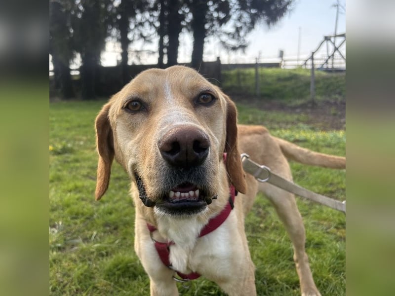 Klops ein Familienhund wartet in Tierheim