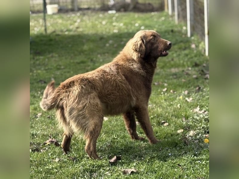 Dorina eine gutmütige liebe Hündin