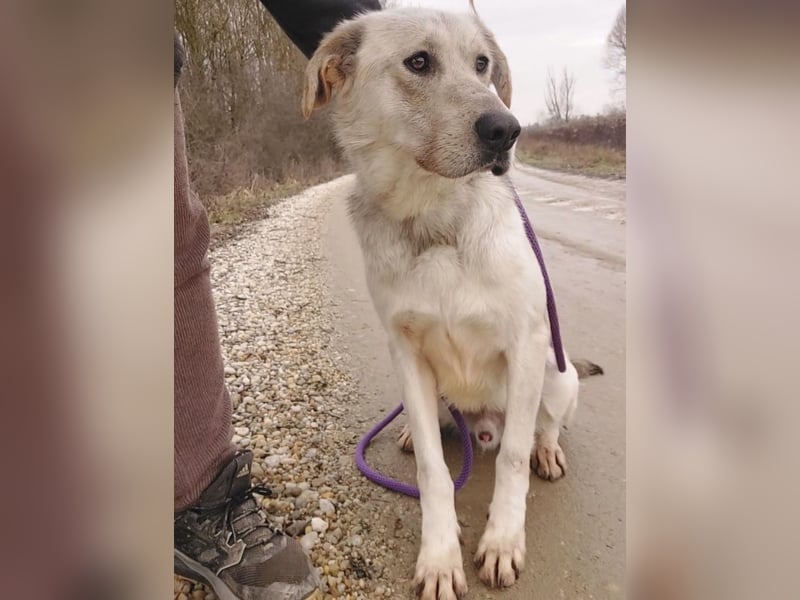 Lykos braucht seinen Mensch