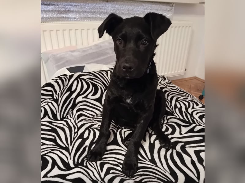 Dante ein kleiner liebevoller Bub