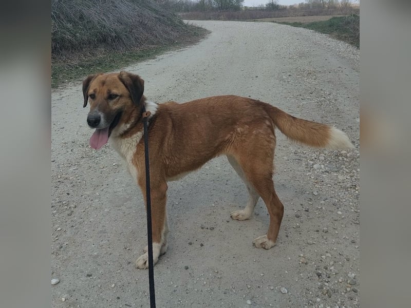 Viola ein Traumwesen