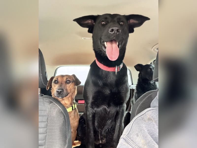 Mio ein treuer wundervoller Freund fürs Leben