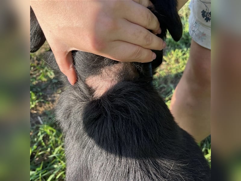 Bady eine Seele von Hund