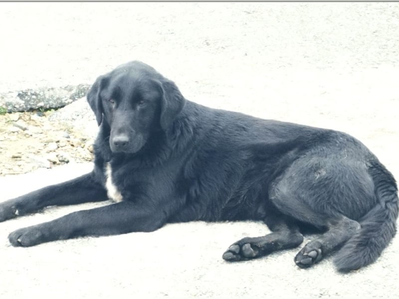 Hebo ein Familienhund