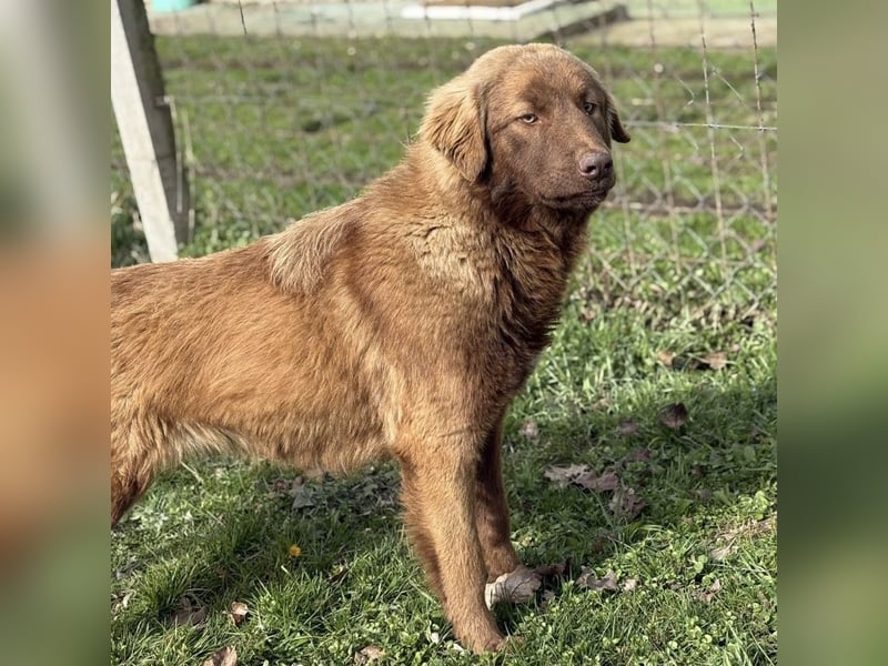 Dorina eine gutmütige liebe Hündin