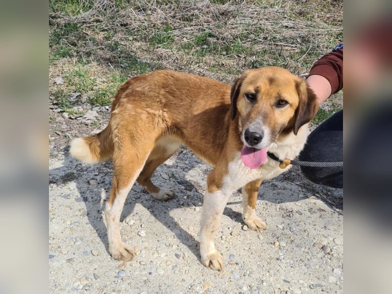 Viola ein Traumwesen