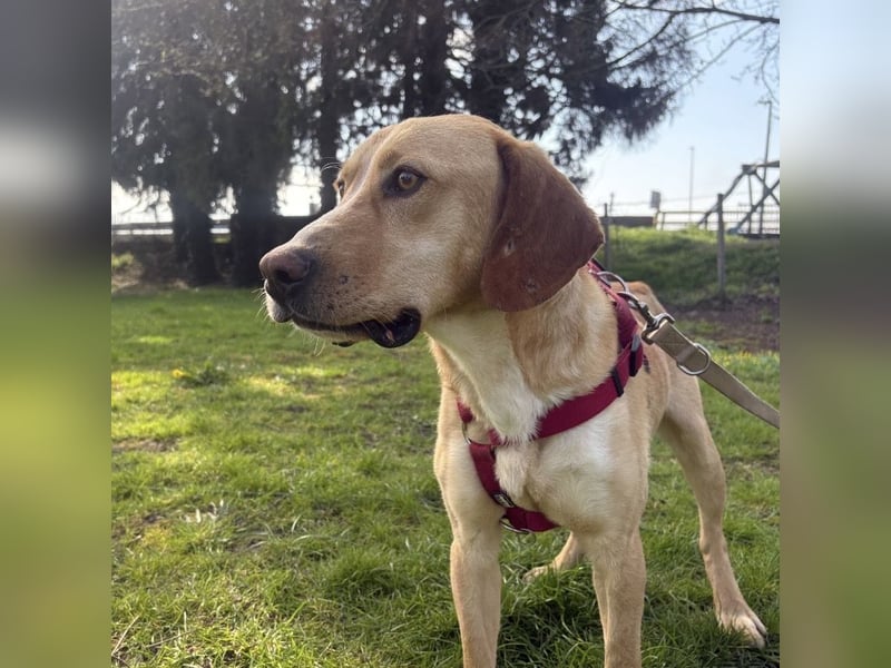 Klops ein Familienhund wartet in Tierheim