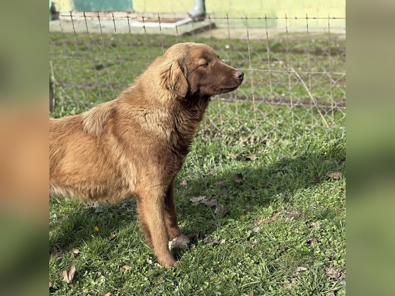 Dorina eine gutmütige liebe Hündin